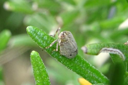 Issus coleoptratus